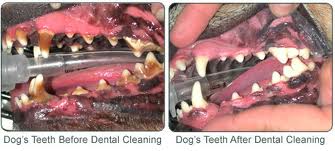 A dog's mouth before and after a dental cleaning