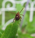 Ticks attach to your pet as they walk through the grass
