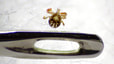 Ticks can be as small as the tip of a pen and still spread disease