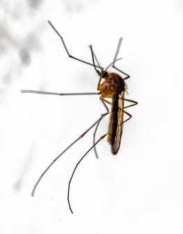 Mosquitos cause heartworm disease