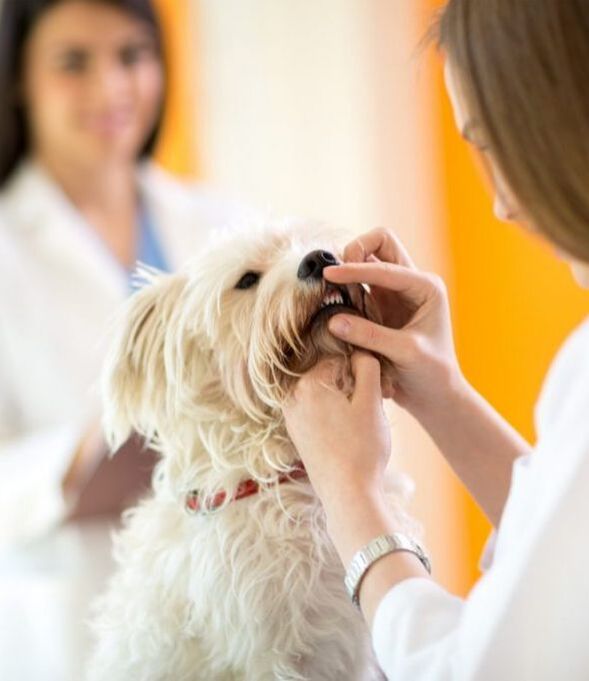 Veterinarians examine your pet from head to toe